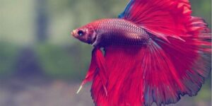 Nằm mơ thấy nhiều cá đánh con gì?