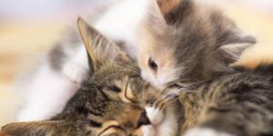 Nằm mơ thấy mèo đánh số mấy?
